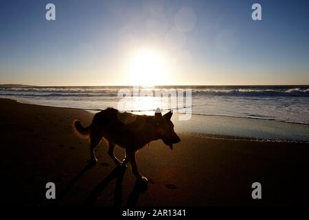 chien de berger allemand marchant le long de la plage alors que le soleil se couche sur l'océan pacifique los pellaines maule chili Banque D'Images