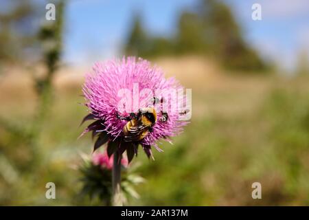 les abeilles et les autres insectes collectent du pollen du chardon canadien à fleurs en amérique du nord Banque D'Images