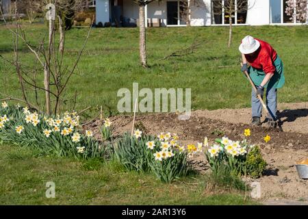 Femme jardinière plus ancienne préparant le sol au printemps. Tablier de jardin; outils de jardin; jardin; râteau de jardin; râteau; chemise rouge Banque D'Images