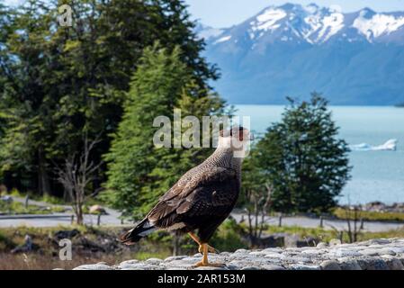 Caracara dégoûté au glacier Perito Moreno, El Calafate, Argentine Banque D'Images