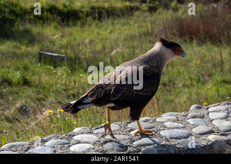 Caracara dégoûté au glacier Perito Moreno, El Calafate, Argentine Banque D'Images