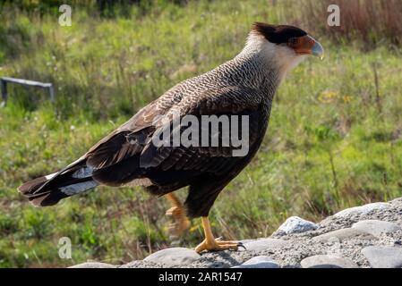 Caracara dégoûté au glacier Perito Moreno, El Calafate, Argentine Banque D'Images