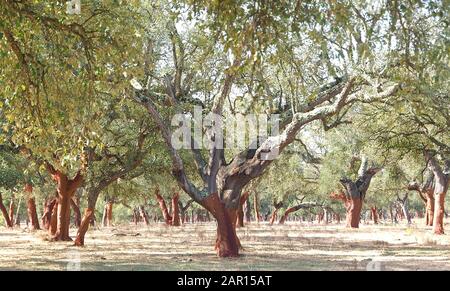 Magnifique chêne liège dans une forêt de chênes-liège dans la région de l'Alentejo au Portugal Banque D'Images