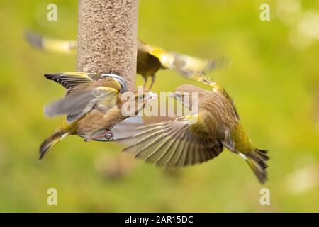 Killaarn, Stirlingshire, Écosse, Royaume-Uni. 25 janvier 2020. RSPB Big Garden Birdwatch - Greenfinch squabbling autour d'un magasin d'alimentation dans un jardin lingshire le premier jour de la RSPB Big Garden Birdwatch qui continue jusqu'au lundi. La Montre À Oiseaux RSPB Big Garden est la plus grande enquête sur la faune et la flore au monde et l'un des plus grands événements scientifiques pour les citoyens, avec environ un demi-million de personnes qui y participent régulièrement. Crédit: Kay Roxby/Alay Live News Banque D'Images