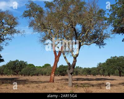 Magnifique chêne liège dans une forêt de chênes-liège dans la région de l'Alentejo au Portugal Banque D'Images