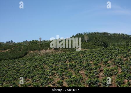 Champs et plantations de café dans les Andes colombiennes. Monténégro, niché entre les montagnes de la Cordillera Central, en Colombie. Zone de h Banque D'Images