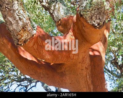 Magnifique chêne liège dans une forêt de chênes-liège dans la région de l'Alentejo au Portugal Banque D'Images