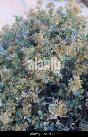 La croissance sur des pentes rocheuses inhospitalières à de nombreuses espèces végétales près de Indian Cove dans le parc national de Joshua Tree est Cliff Goldenbush, Ericameria Cuneata. Banque D'Images