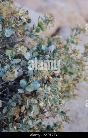 La croissance sur des pentes rocheuses inhospitalières à de nombreuses espèces végétales près de Indian Cove dans le parc national de Joshua Tree est Cliff Goldenbush, Ericameria Cuneata. Banque D'Images