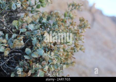 La croissance sur des pentes rocheuses inhospitalières à de nombreuses espèces végétales près de Indian Cove dans le parc national de Joshua Tree est Cliff Goldenbush, Ericameria Cuneata. Banque D'Images