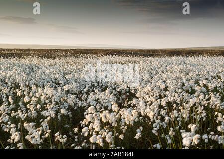 Coton-herbe ou coton-cotonsedge ou coton toureux (Eriophorum angustifolium) en fleur entière sur la terre de la lune. Il pousse sur de la tourbe ou des sols acides, dans des conditions humides ouvertes Banque D'Images