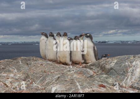 Pingouins gentoo polaires, Antarctique. Groupe de poussins sur la pierre Banque D'Images