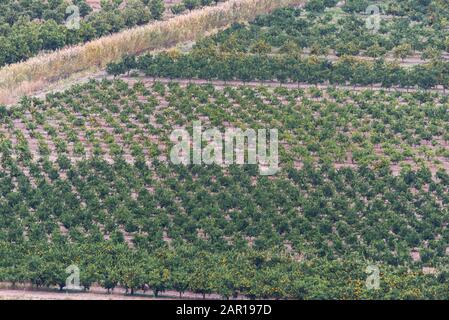 Vue sur les vergers agricoles irrigués et les champs du delta de la rivière Neretva à Opuzen, en Croatie. Croatie, Dalmatie, vergers et jardins Banque D'Images