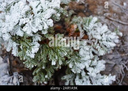 Genévrier vert brillant, thuja sous couvert de neige blanche, de givre brillant et de beaux flocons de neige. Banque D'Images