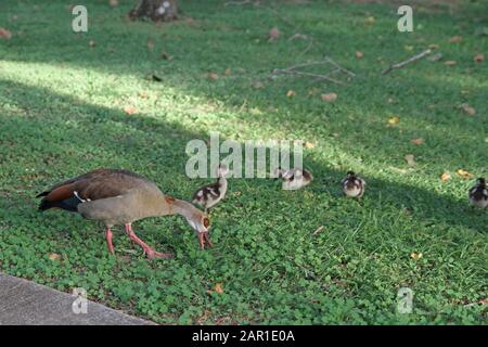 Oies Égyptiennes Sur Pelouse Au Sanbonani Resort, Hotel & Spa, Hazyview, Sabie River, Kruger National Park, Mpumalanga, Afrique Du Sud. Banque D'Images