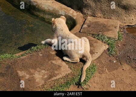 le lion blanc cub dans Lion & Safari Park, Gauteng, Afrique du Sud. Banque D'Images