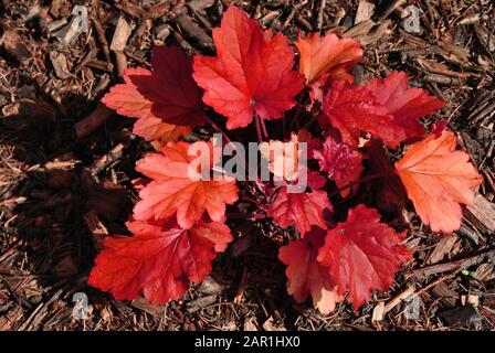 Rouge rex-cultorum engonie feuilles, texture naturelle de fond de plante organique, vue de dessus Banque D'Images