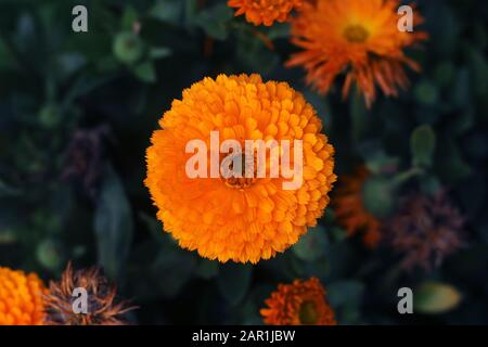 Pot Marigold, Calendula officinalis gros plan. Fleur de Marigold anglais.fleurs de Marigold en pleine floraison.fleur de couleur orange et jaune sur fond de feuille Banque D'Images