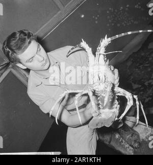 Immense Langoeste (Cancer) d'environ cinq livres dans Artis Date: 10 février 1966 mots clés: Zoos Nom de l'établissement: Artis Banque D'Images