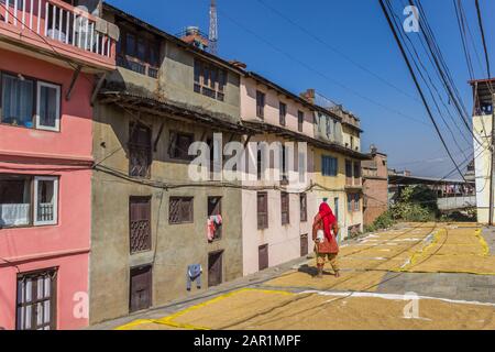 Femme dans la robe népalaise traditionnelle dessèchant le riz à Kirtipur, au Népal Banque D'Images