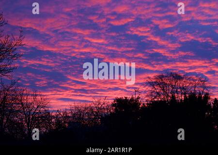 Magnifique ciel rose et bleu à l'aube avec des arbres silhouettés Banque D'Images