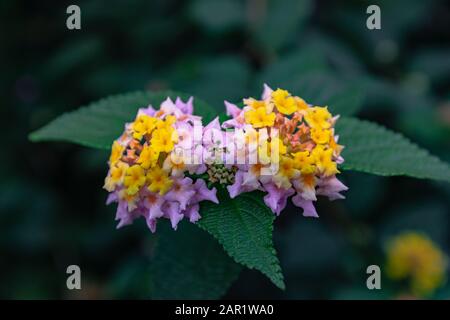 Fleur de Lantana camara, portrait coloré Banque D'Images