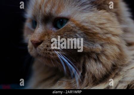 Magnifique chat de gingembre affamant dans la distance Banque D'Images