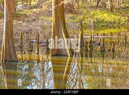 Les reflets dans les eaux calmes d'une forêt en bas Congaree National Park en Caroline du Sud Banque D'Images