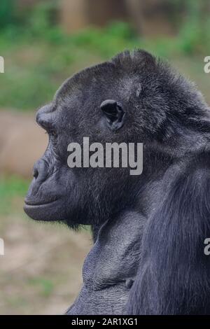 Femelle gorille de plaine de l'ouest (Gorilla gorilla gorilla), tête portrait Banque D'Images