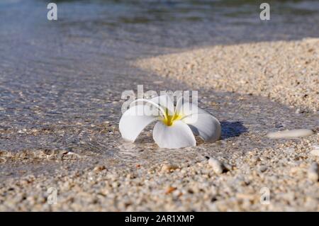 La fleur de Plumeria (Frangipani) flotte dans les eaux peu profondes, Panglao, Philippines Banque D'Images