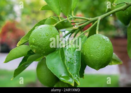 citrons verts avec gouttes de pluie, accrochés sur l'arbre Banque D'Images