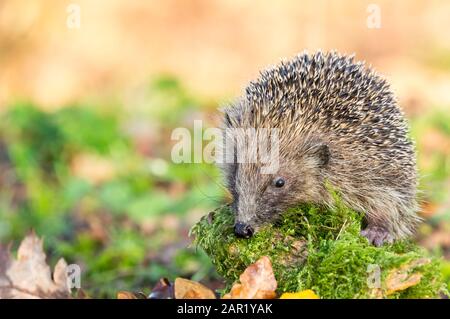 Hérisson (nom latin: Erinaceus europaeus) sauvage, haies indigènes dans l'habitat naturel des bois, avec des mousses vertes et des feuilles d'automne. Arrière-plan flou. Banque D'Images