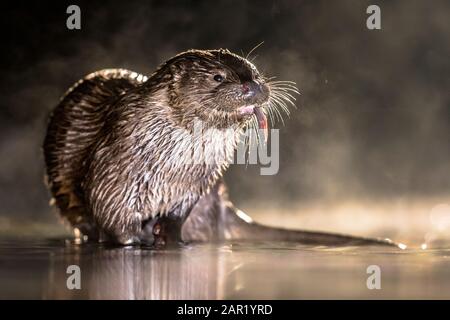 Européen Otter (Lutra lutra) en eaux peu profondes la nuit dans le parc national de Kiskunsagi, Pusztaszer, Hongrie. Février. La loutre eurasienne a un mainl de régime Banque D'Images