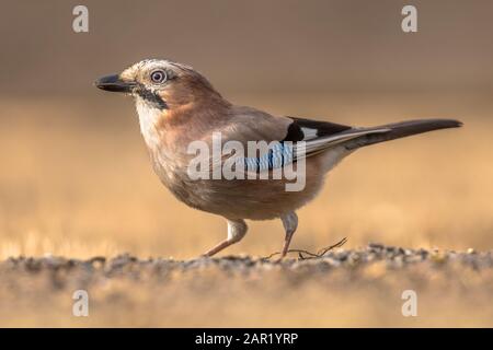 Saeurasien Jay (Garrulus glandarius) à la recherche de nourriture dans le parc national de Kiskunsagi, Pusztaszer, Hongrie. Février. Banque D'Images