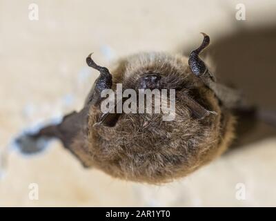 Chauve-souris (Myotis mystacinus) hibernation au plafond de bunker souterrain aux Pays-Bas. L'hibernation est un état d'inactivité et métabolique Banque D'Images