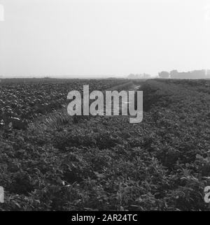 Normalisation des cours d'eau, fossés de creusement et d'amortissement, égouts de ponte, plongeurs et jardinage, fossés, dragage, champs Date : octobre 1961 mots clés : champs, plongeurs et jardinage, fossés de creusage et d'amortissement, égouts de ponte, normalisation des cours d'eau, fossés, dragués Banque D'Images