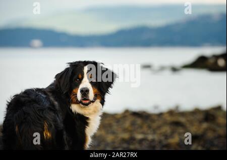 Portrait extérieur du chien Doberman Pinscher Banque D'Images