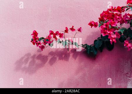 Fleurs de bougainvillea magenta fleuries. Bougainvillea fleurs comme arrière-plan. Fond floral sur le mur rose. Banque D'Images