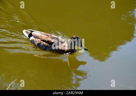 Duks Dans Le Parc Du Château De Wilhelmshoehe, Kassel Banque D'Images