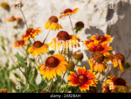 Les fleurs rouges-orange de gaillardia (ou fleur de couverture) fleurissent dans le jardin. Fond floral naturel Banque D'Images