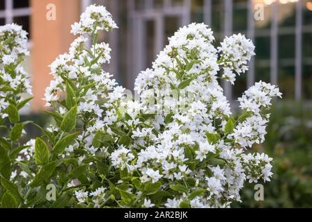 Énormes inflorescences de fleurs blanches gellflower laiteuse (Campanula lactiflora ou Gadellia lactiflora) Banque D'Images