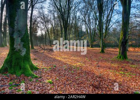 L'hiver à Bolderwood près de Lyndhurst dans le parc national de la Nouvelle-forêt du Hampshire Banque D'Images