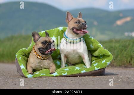 Deux chiens de bagarre et de buldog français à pied rouge portant des colliers paracord faits de soi assis ensemble dans une couverture de coussin verte Banque D'Images
