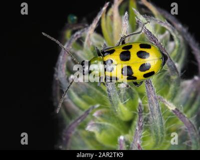 Coléoptère tacheté (Diabrotica undecimpunctata) dans l'État de Washington, États-Unis Banque D'Images