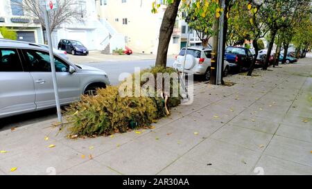 Deux arbres de Noël sont partis sur un trottoir en janvier, à la fin de la saison de Noël; recyclage, pour le compost, pour la poubelle, les ordures ou la décharge. Banque D'Images