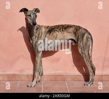 Espagnol greyhound.Homme Banque D'Images