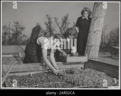 École horticole Huize à Lande Rijswijk. Les plantes végétales métastatiques sont sorties des boîtes, à planter sur le terrain Date: 1 avril 1946 lieu: Rijswijk, Zuid-Holland mots clés: Filles, éducation, écoliers, horticulture Nom personnel: Maison te lande Banque D'Images