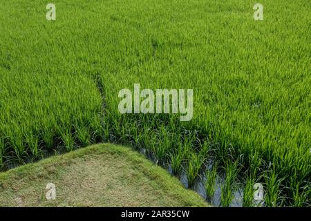 Vue de gros plan ou aérienne sur le champ de paddy vert ou la ferme de riz avec parcelle inondée. Banque D'Images