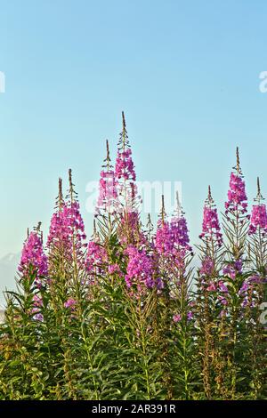 Floraison des mauvaises herbes, mi-juillet, lumière du matin, Matanuska Susitna Valley. 'Chamerion angustifolium Holub'. Banque D'Images