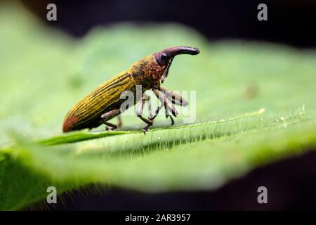 Espèces Non Identifiées De Weevil - Sentier Danta À Paraiso Quetzal Lodge, San Gerardo De Dota, Province De San Jose, Costa Rica Banque D'Images